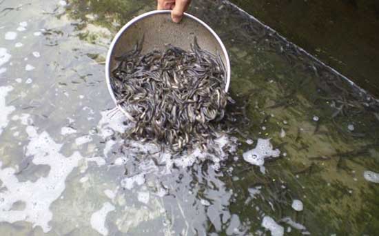 草魚飼養管理技術