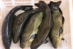 丁桂魚的營養價值 吃丁桂魚有什么好處