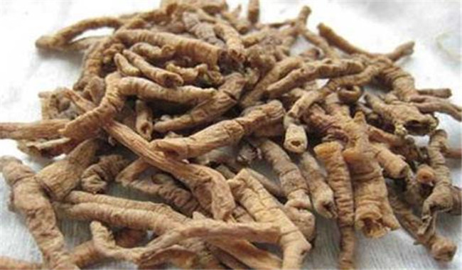 遠志的用法、用量與禁忌