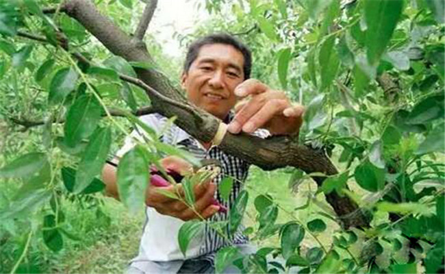 棗樹環割寬度怎么掌握