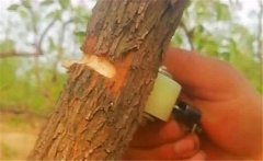 棗樹環割最佳位置和時機 棗樹環割寬度怎么掌握