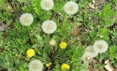 蒲公英的藥用價值 介紹幾個蒲公英的養顏妙方