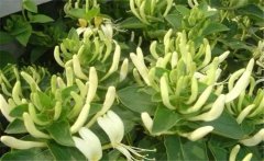 金銀花美容養顏嗎？介紹兩個金銀花的養顏妙方
