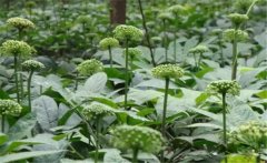 三七花養容養顏功效 介紹幾個三七花養顏妙方