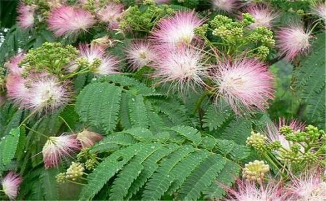 兩個合歡花的養顏妙方