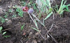 川貝母產地是哪里？川貝母的用法、用量與禁忌