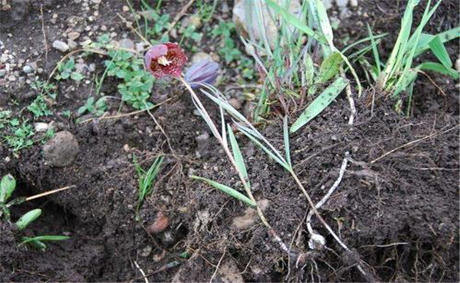 川貝母產地是哪里