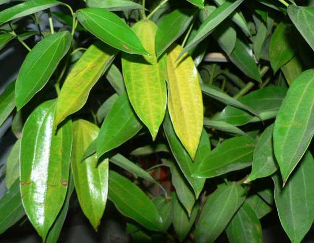苗木種植技術
