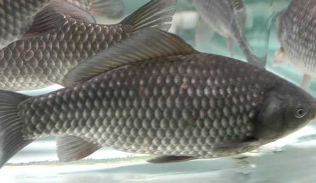 鯽魚的養殖密度、品種搭配、飼料選擇