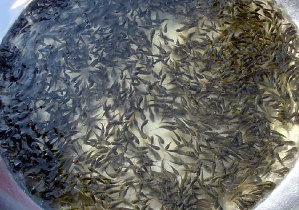 草魚養殖