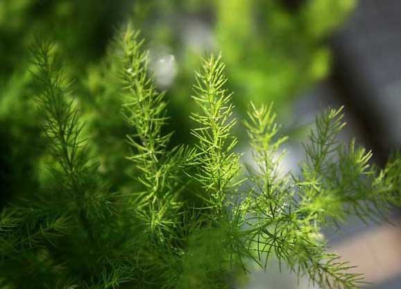 文竹養殖方法