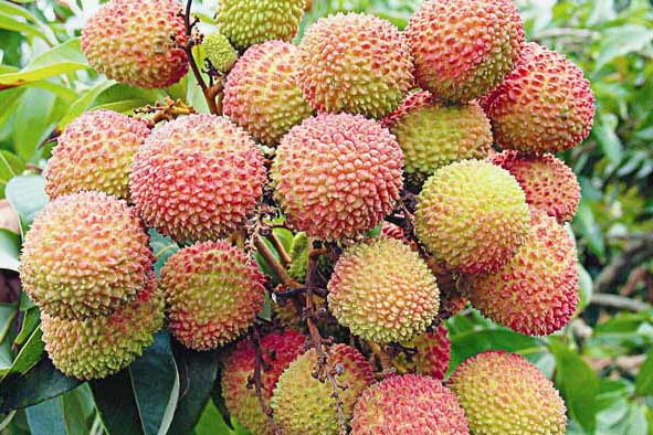 荔枝栽培技術