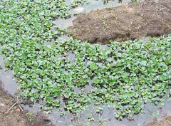 水溫、ph值對鱔魚養殖的影響
