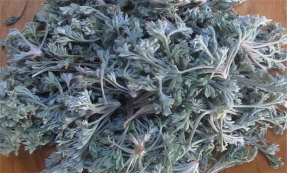 茵陳用法、用量與禁忌