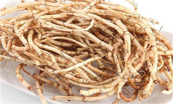 魚腥草的用法、用量與禁忌