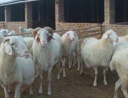 小尾寒羊飼養方法