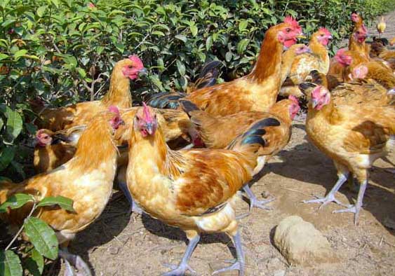 養雞場影響飼料利用率的因素有哪些