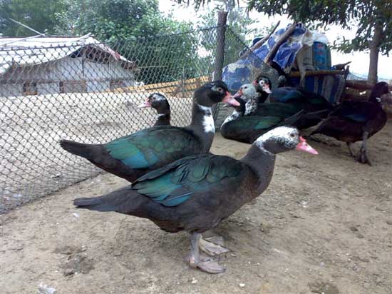 火鴨商品鴨的飼養管理技術