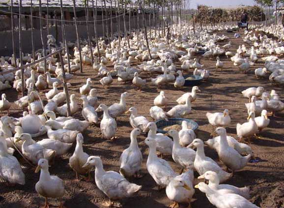 肉鴨養殖如何管理才能節省飼料