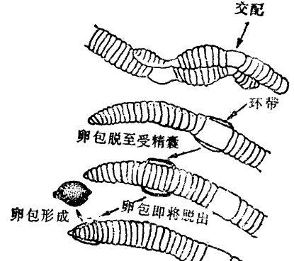 蚯蚓飼養管理技術
