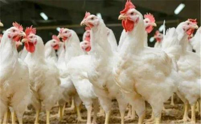 肉雞公、母雞生長速度不同
