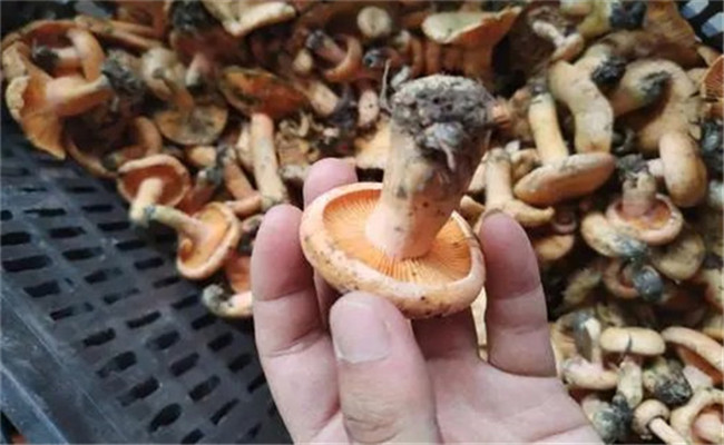 白蔥牛肝菌的生長環境