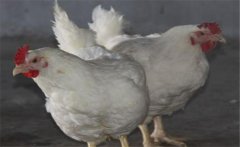 如何提高肉雞品質，提高肉雞合格率的五大措施