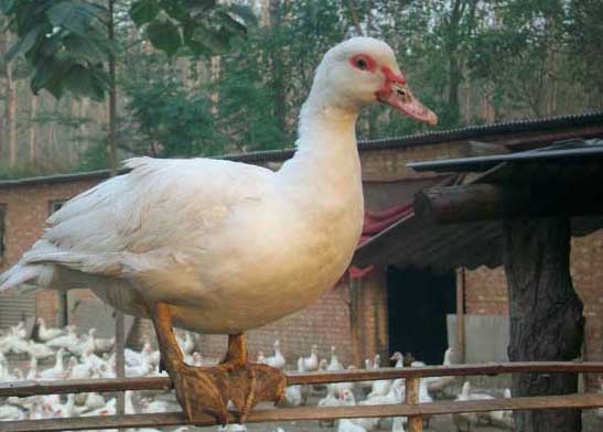 番鴨產蛋期飼養管理技術