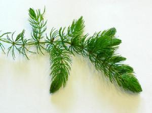鴨養殖技術