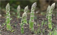 蘆筍莖枯病的癥狀表現與預防、防治技術要點