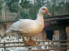 番鴨產蛋期為幾月份？番鴨產蛋期飼養管理技術