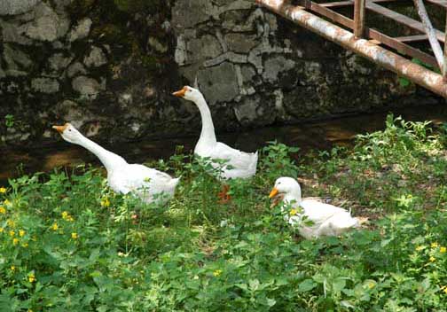 種草養鵝