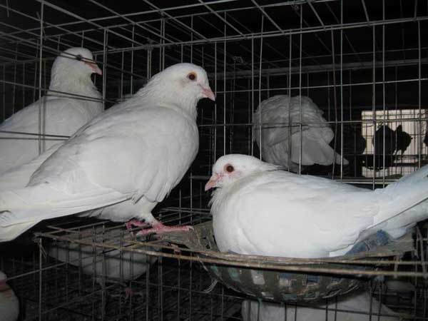 鴿子的飼養技術