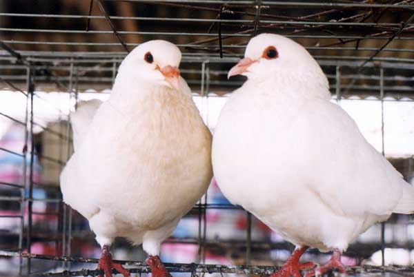 肉鴿飼養方法