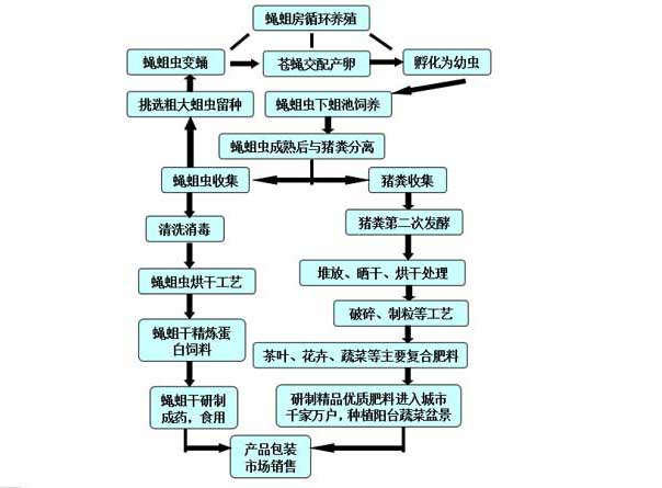 蒼蠅飼養管理方法