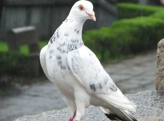 鴿子養殖