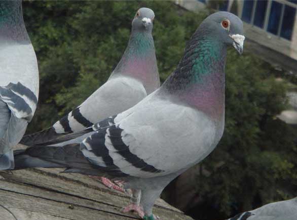 養鴿技術