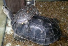 成年觀賞龜的飼養教程