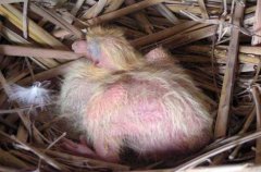 乳鴿養殖技術