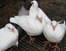 肉鴿養殖中咳嗽與喘怎樣治療