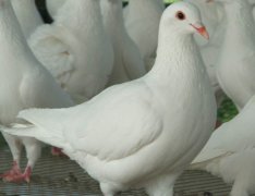 肉鴿常規飼養管理技術