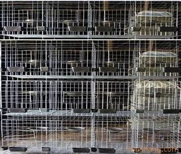 鴿子飼養方法