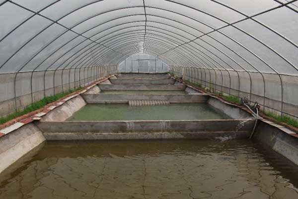 甲魚養殖場的建設