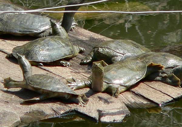 甲魚養殖場地的選擇