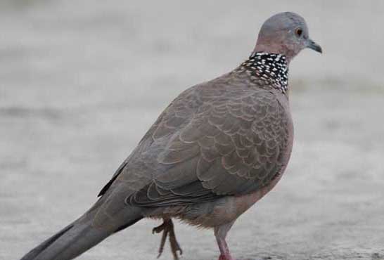 斑鳩養殖