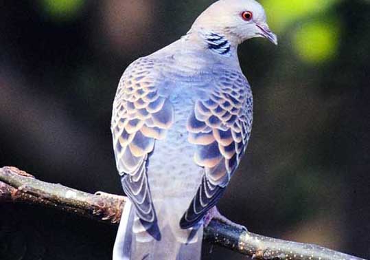 斑鳩養殖