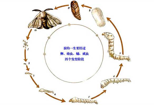 蠶養殖技術