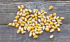 如何鑒別帶病的玉米種子、水稻和大豆種子