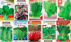 優良蔬菜種子的標準 蔬菜良種應具備哪些條件