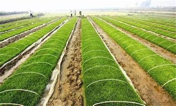 水稻塑盤旱育拋秧技術規范與實施步驟